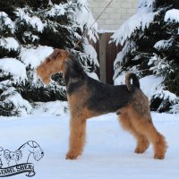 SHER SHTEIN - SHER SHTEIN
Junior Champion of National Airedale Terrier Club, Junior Champion of Russia; Champion of Russia, Belorussia, National Airedale Terrier Club, 2*Champion of RKF, "Winner of Russia 2021-2022", 3*CACIB; T-1.Рожд. 19.05.2020(о. Int.Ch. Saredon  Deliverance &amp; м. Int.Ch. Sher Iskrennaya Nezhnost)Владелец: Гусев Геннадий (г. Москва)